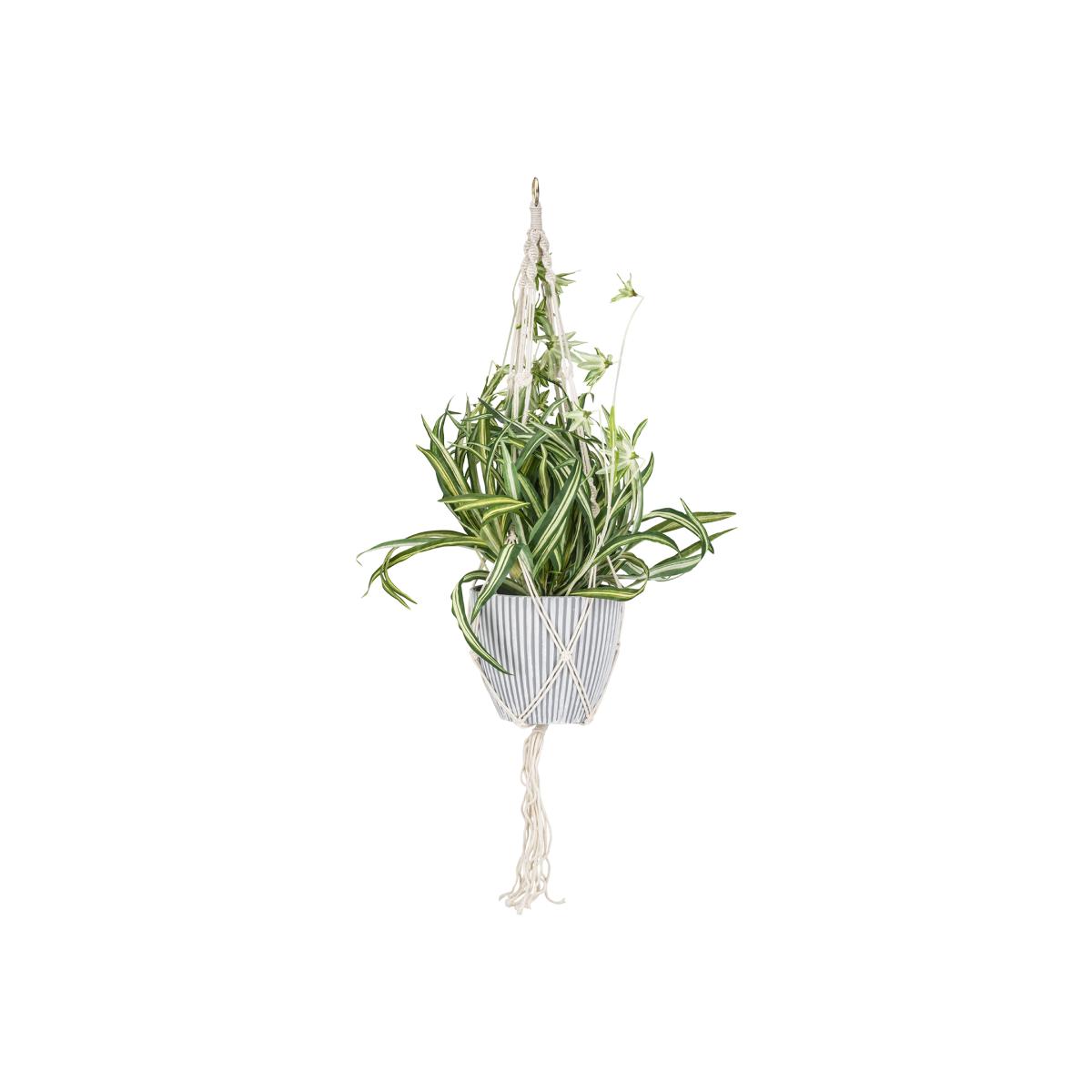 Spider Plant In Hanging Basket – image 1
