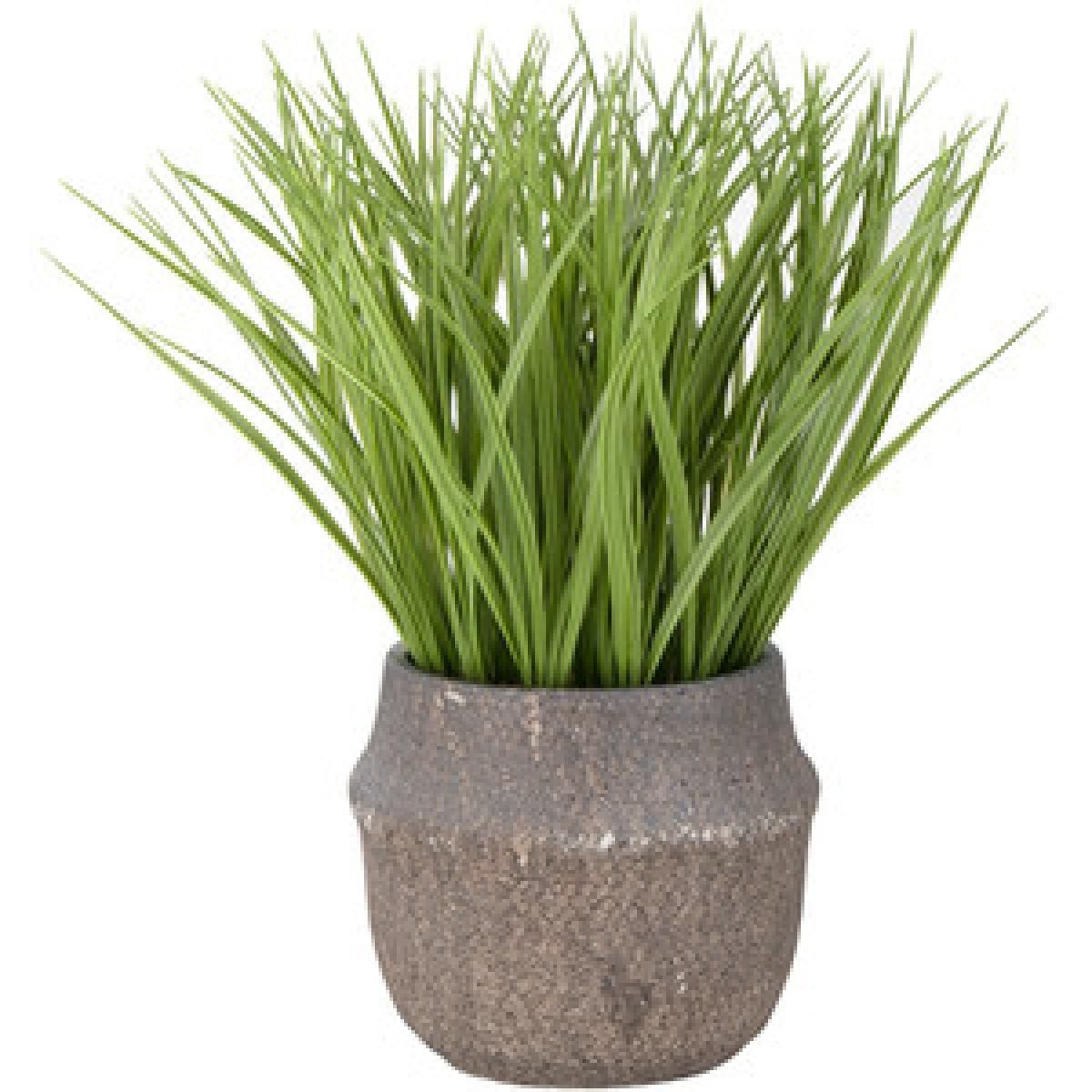 Large Grass In A Decorative Pot – image 3