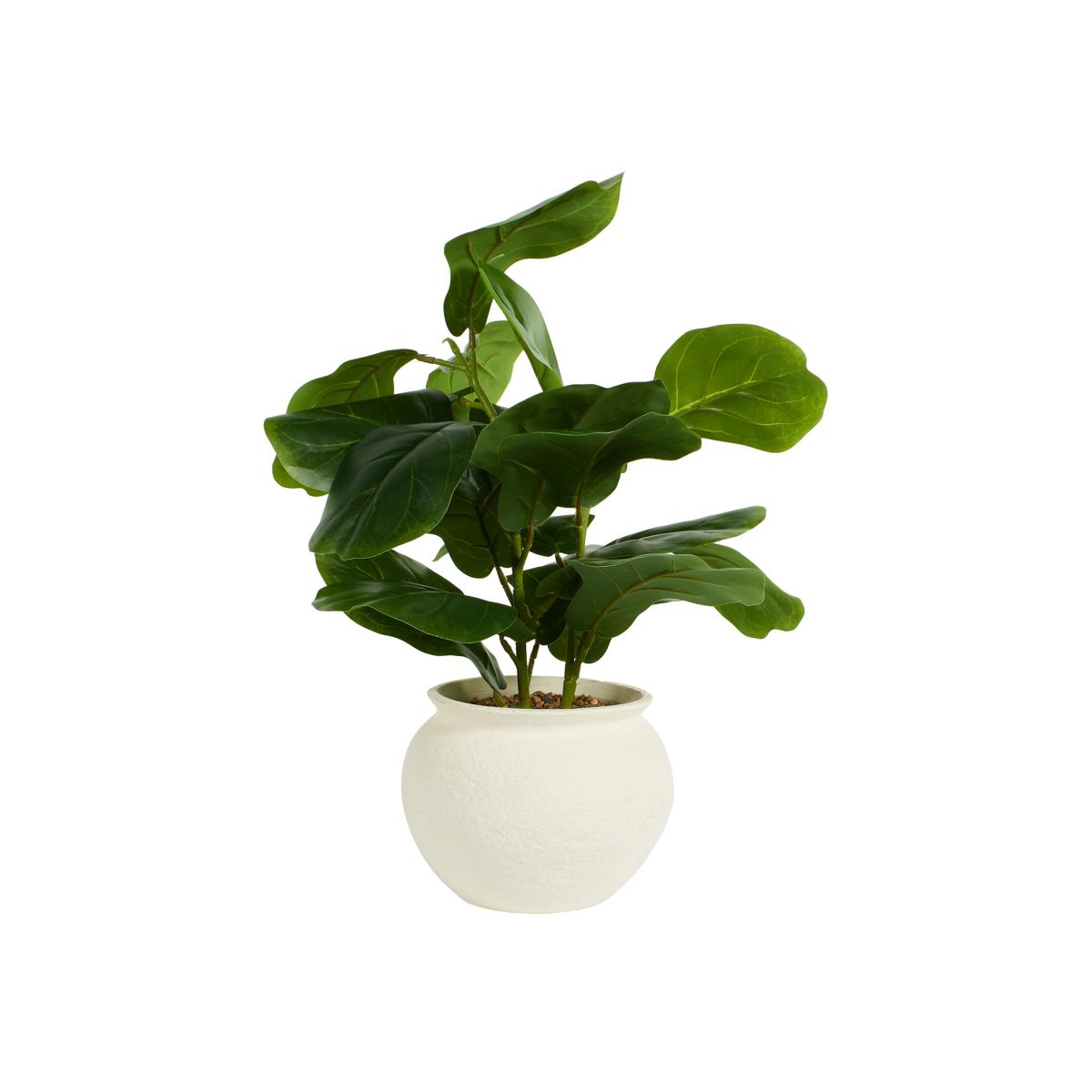 Fiddle Plant in Ceramic Pot - Green