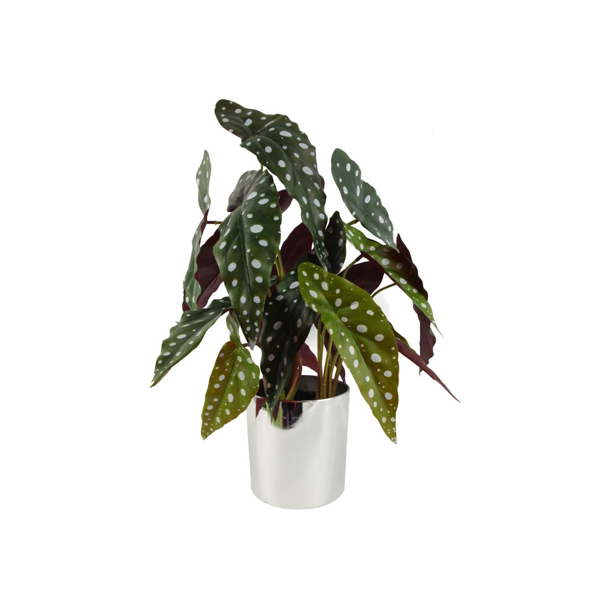 Artificial Spotty Begonia Maculata Plant - Green