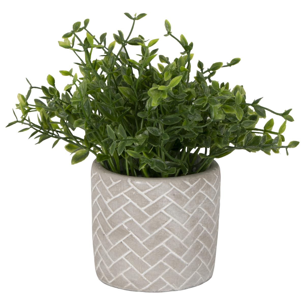 Grass in Pot – image 2