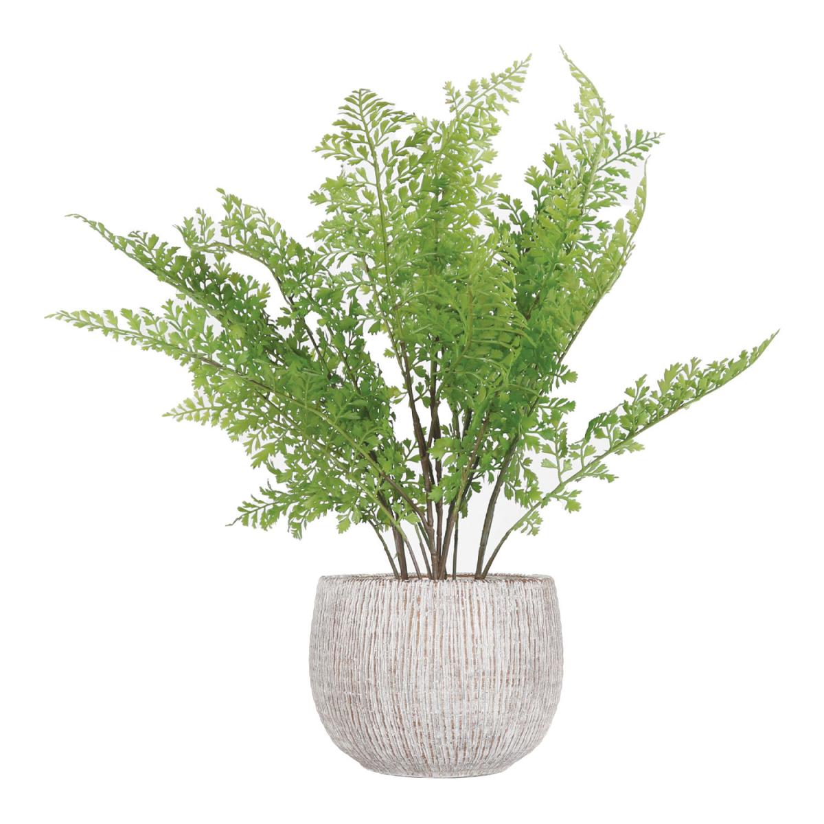Fern in Natural Pot – image 2