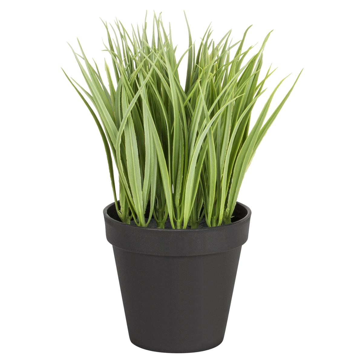 Mini Spider Plant – image 2
