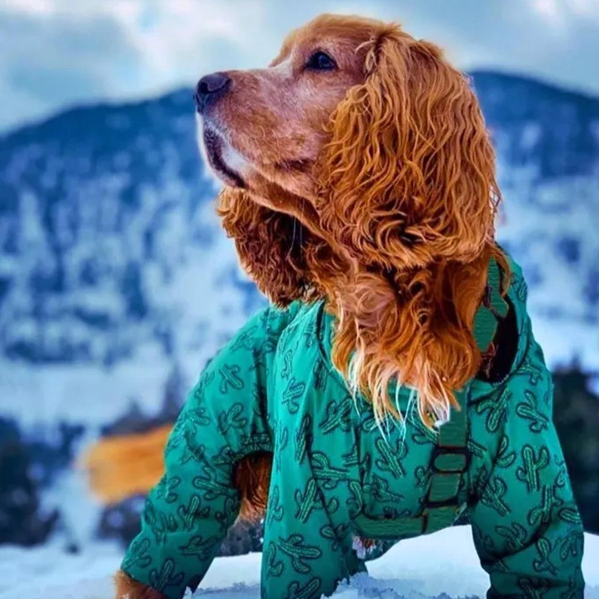 Green Cactus Coverall Dog Raincoat | Medium | Alphadog Design – image 4