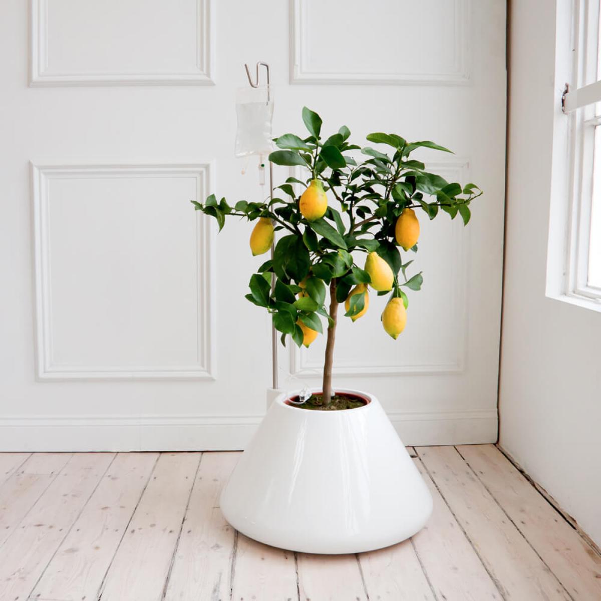 White I.V. Plant Pot – image 2