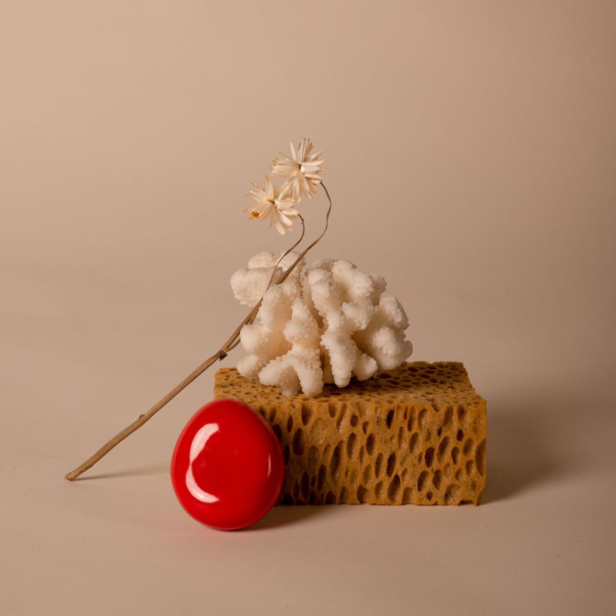 Cherry The Pebble - Fossil Wall Hook – image 4