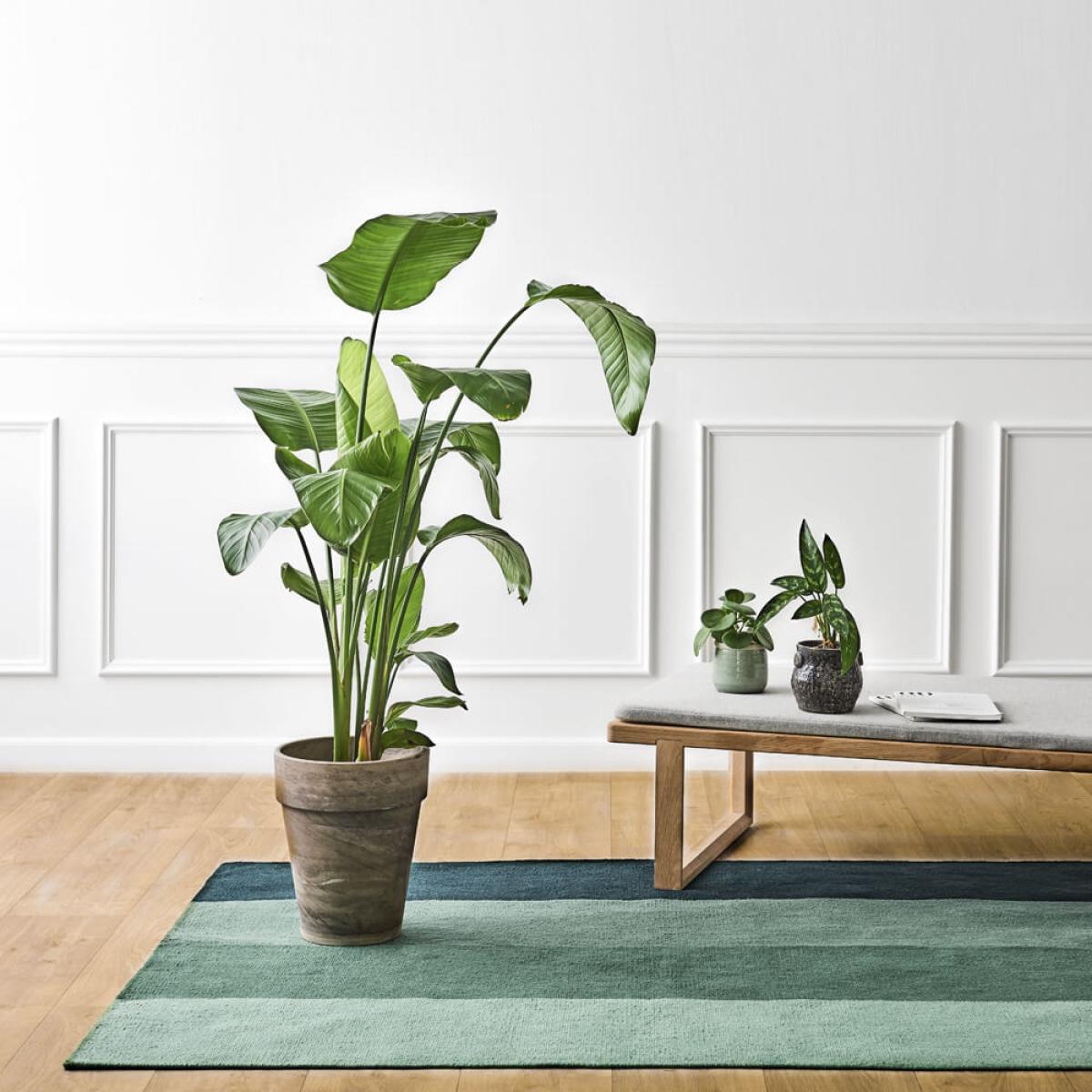 Gradient Forest PET Rug – image 4