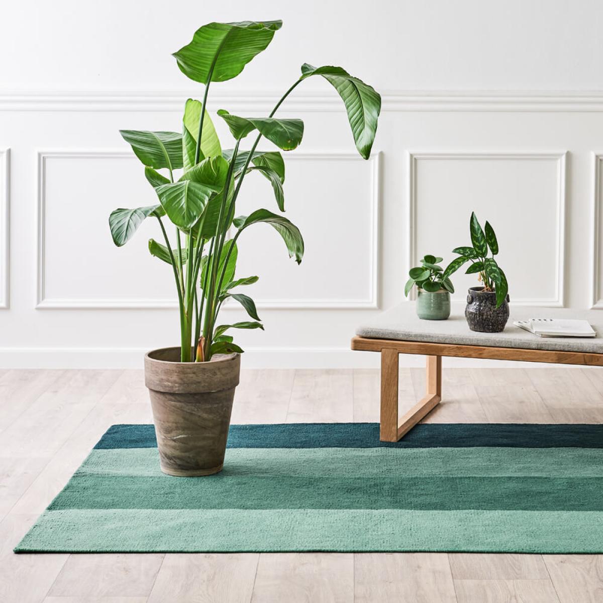 Gradient Forest PET Rug – image 6