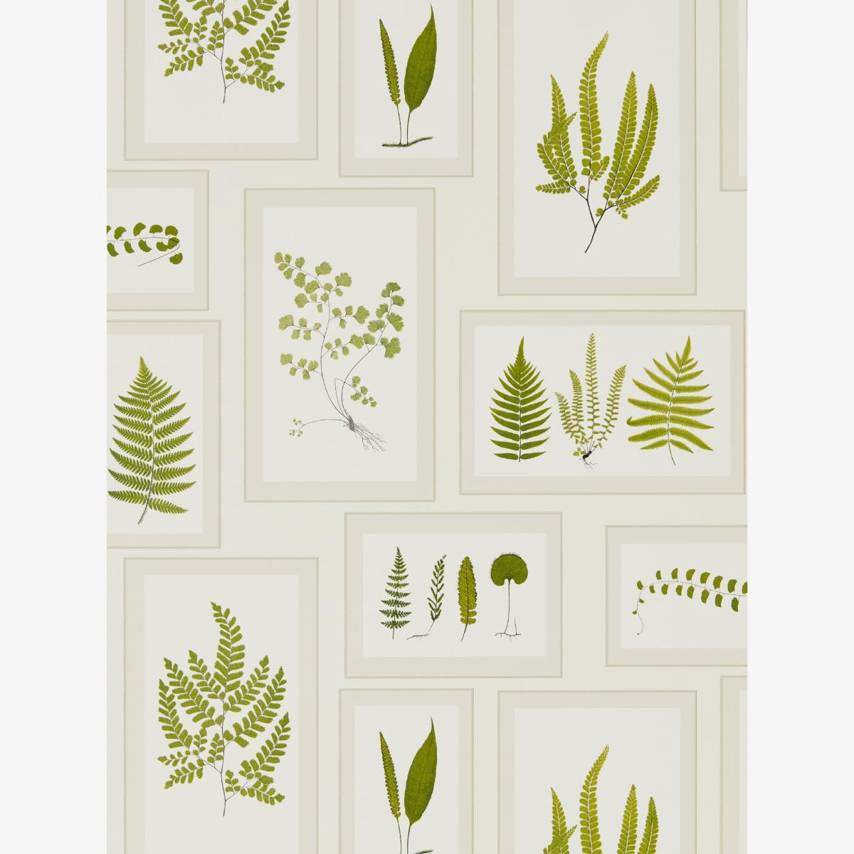 Fern Gallery Wallpaper 215712 by Sanderson in Ivory Green Roll