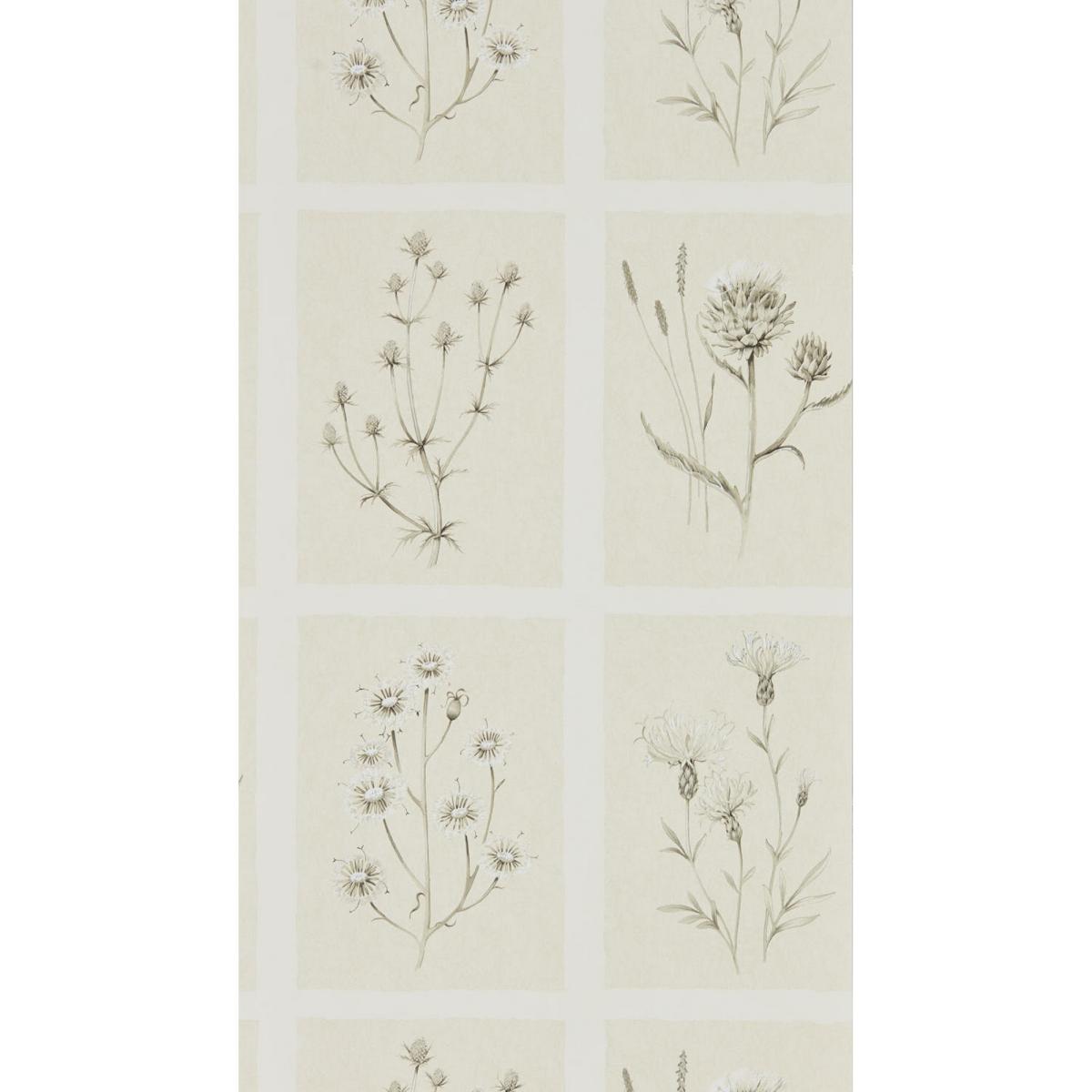 Little Thistles Wallpaper 216511 by Sanderson in Ecru Beige Roll – image 3