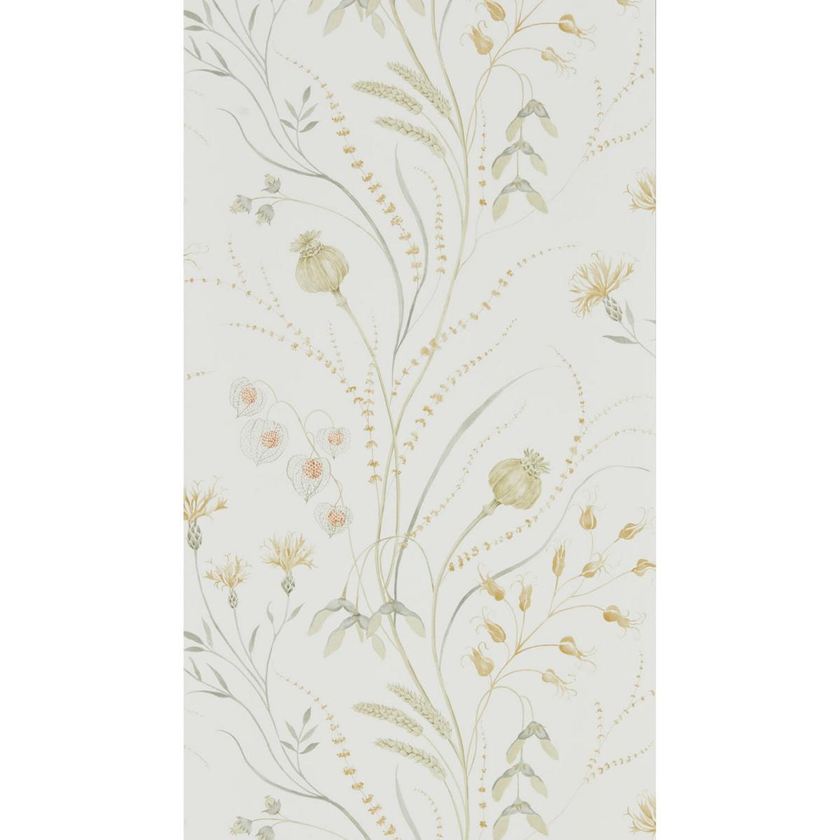 Summer Harvest Wallpaper 216497 by Sanderson in Silver Corn Roll – image 3