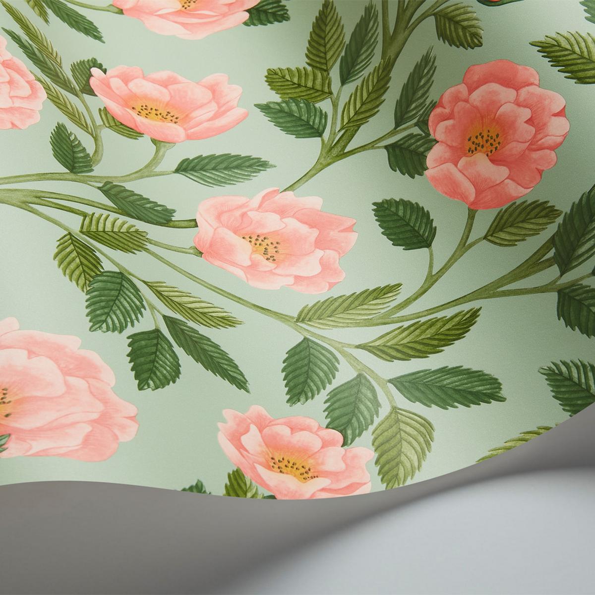 Hampton Roses Wallpaper 7014 by Cole & Son in Rose PinkRoll
