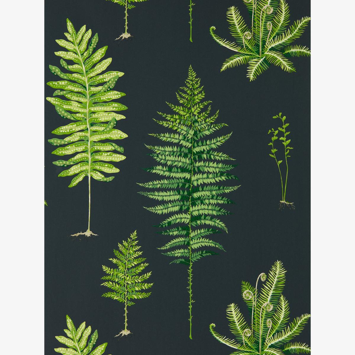 Fernery Wallpaper 216634 by Sanderson in Botanical Green Charcoal Roll