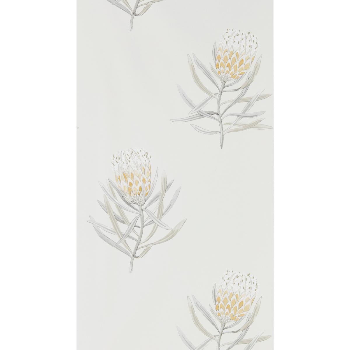 Protea Flower Wallpaper 216328 by Sanderson in Daffodil NaturalRoll – image 2