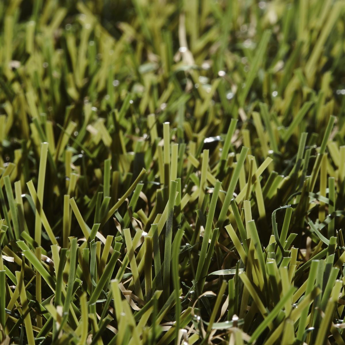 Botanic Artificial Grass by Easy Lawn 100x400cm – image 2