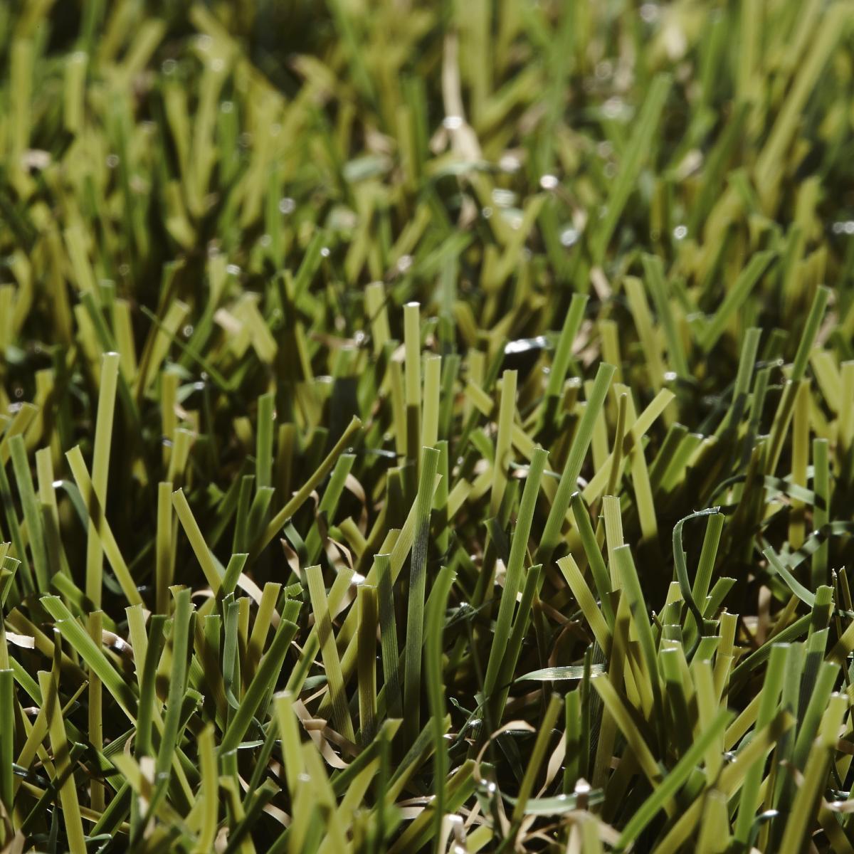 Botanic Artificial Grass by Easy Lawn400x200cm – image 2