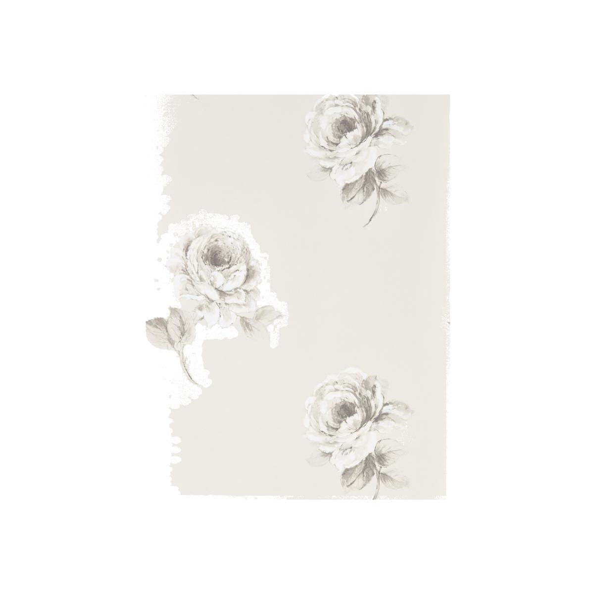 Rosa Floral Wallpaper 216276 by Sanderson in Chalk White Roll