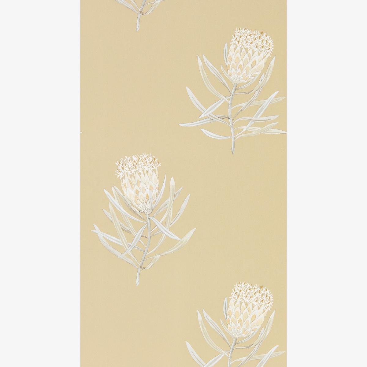 Protea Flower Wallpaper 216331 by Sanderson in Sepia ChampagneRoll