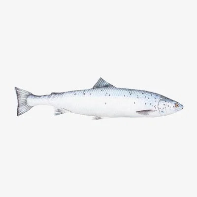 The Range Puffa Fish Salmon Pillow