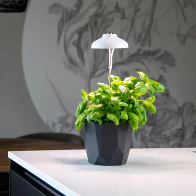Dunelm Fallen Fruits White Plant Grow Lamp