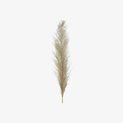 Barker and Stonehouse Natural Pampas Grass | Barker & Stonehouse