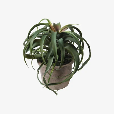 Barker and Stonehouse Potted Tillandsia, Green | Barker & Stonehouse