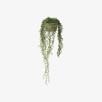 Barker and Stonehouse Potted String Of Pearls, Green | Barker & Stonehouse