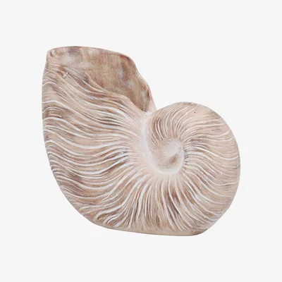 Barker and Stonehouse Shell Decoration | Barker & Stonehouse