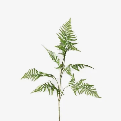 Barker and Stonehouse Asparagus Fern Spray, Green | Barker & Stonehouse