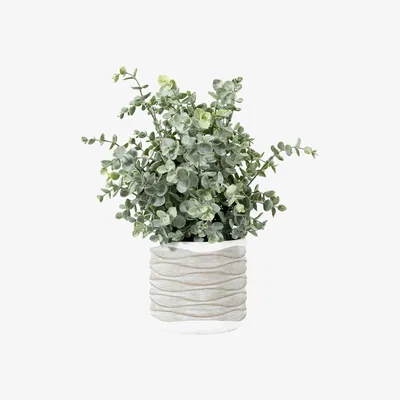 Barker and Stonehouse Potted Eucalyptus, Green | Barker & Stonehouse