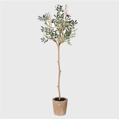 Barker and Stonehouse Potted Olive Tree | Barker & Stonehouse