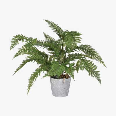 Barker and Stonehouse Large Fern Plant, Green | Barker & Stonehouse