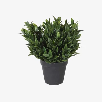 Barker and Stonehouse Green Potted Succulent Plastic | Barker & Stonehouse