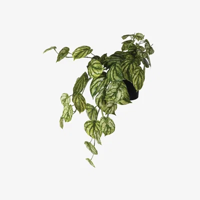 Barker and Stonehouse Peperomia Hanging Pot Plant, Green Plastic | Barker & Stonehouse