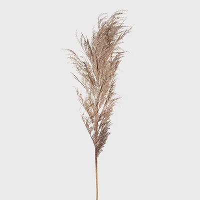 Barker and Stonehouse Beige Dried Reed Spray, Neutral | Barker & Stonehouse