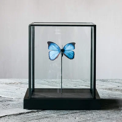 Graham & Green Blue Butterfly in Cloche