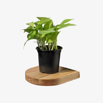Wolf & Badger Neutrals Rainbow Plant Shelf Formr