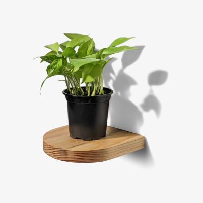 Wolf & Badger Neutrals Rainbow Plant Shelf - Natural One Size Formr