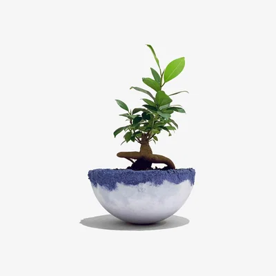 Wolf & Badger Roly-Poly Dancing Pot Medium With Drain Hole | Studio Story