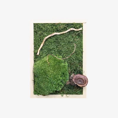 Wolf & Badger Green Preserved Moss Art - Mushroom - Wooden Frame One | One Size | Botanical Boys
