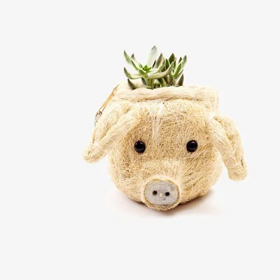 Wolf & Badger Neutrals Coco Coir Mini Pig Likhâ