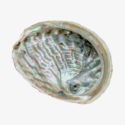 Wolf & Badger Silver Abalone Shell One Size Lemuria Store