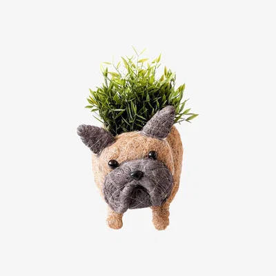 Wolf & Badger French Bulldog Planter - Coco Coir Pots Likhâ One Size