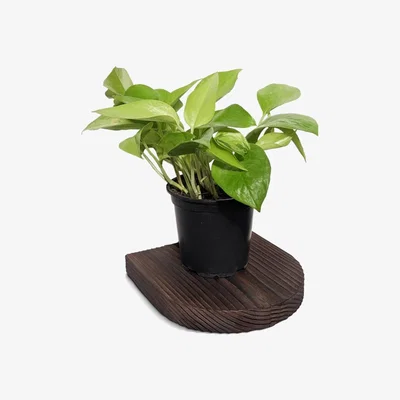 Wolf & Badger Rainbow Plant Shelf - Brown One Size Formr