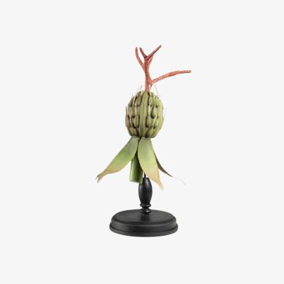 Wolf & Badger Dahlia Exotic Seedpod | Casabyjj