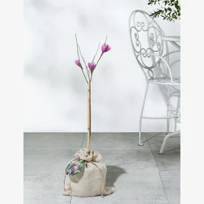 Marks & Spencer M&SMagnoliaTree