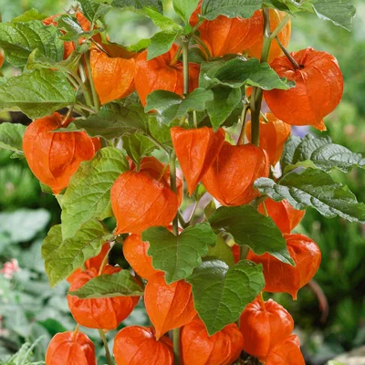 Homebase Physalis alkekengi (Chinese Lantern) - 13cm