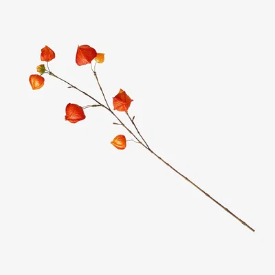 The Range Artificial Single Chinese Lantern Flower Stem L74cm - Orange