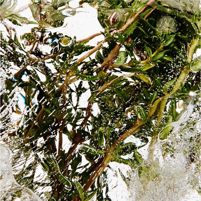 John Lewis LOEWE Thyme Outdoor Candle, 750g