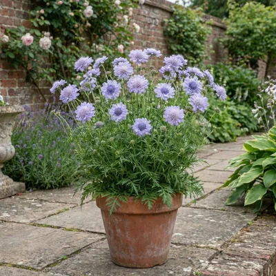 The Range Scabious Butterfly Blue - 2L - Blue Pincushion Flower - Lavender Blue
